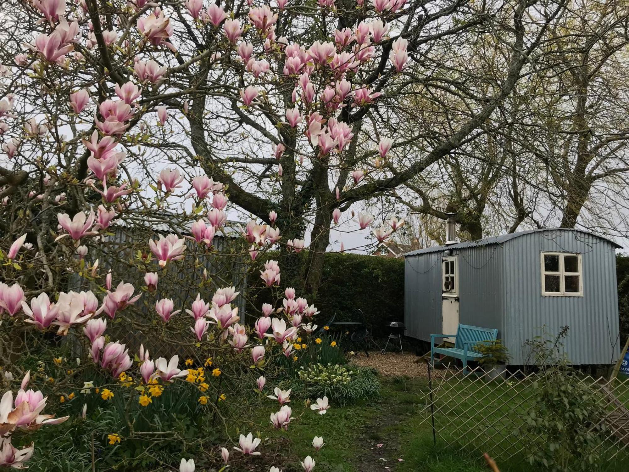 The Wayside Shepherd Hut ボーリュー エクステリア 写真